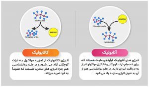 انرژی ها انابولیک و کاتابولیک